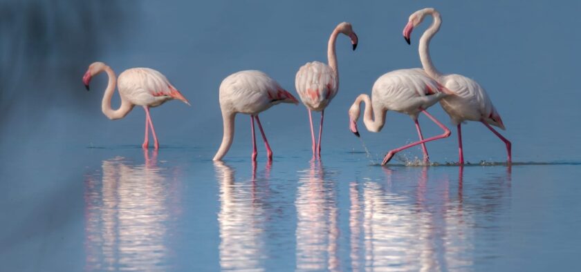 Flamingos taking a rest in Agios Mamas, Halkidiki